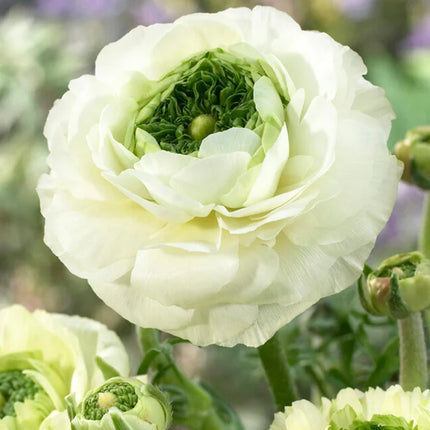 Ranunculus Reinette Cream 3 buc