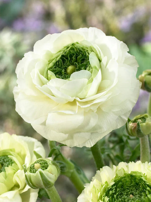 Ranunculus Reinette Cream 3 buc