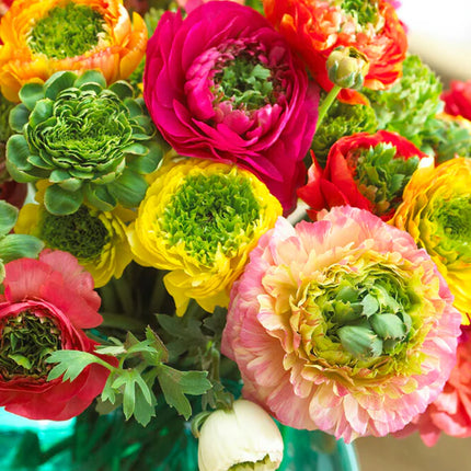 Ranunculus Reinette Mix 50 buc