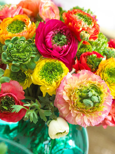 Ranunculus Reinette Mix 50 buc