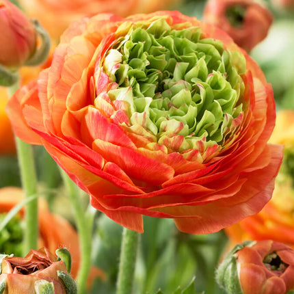 Ranunculus Reinette Orange 9 buc