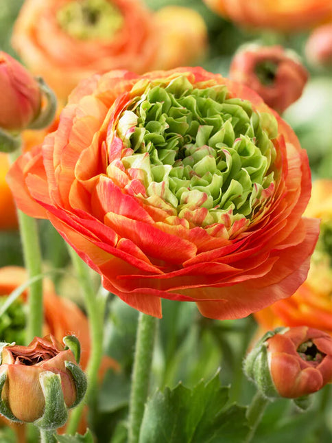 Ranunculus Reinette Orange 9 buc