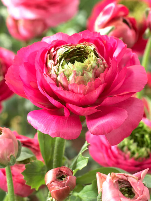 Ranunculus Reinette Pink 9 buc