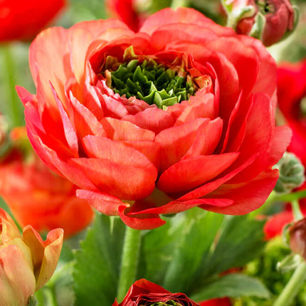 Ranunculus Reinette Red 9 buc