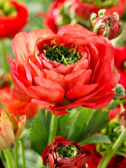 Ranunculus Reinette Red 9 buc