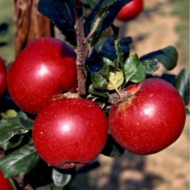 Măr Red Devil