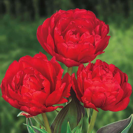 Tulipa Redwood 5 buc