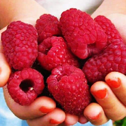 Zmeur rosu Lyachka maturare medie