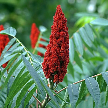 Sumac decorativ (Rhus typhina) – Arbust ornamental rezistent