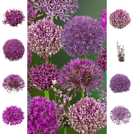 Allium Collection 2025 Purple Performers 16 bulbi