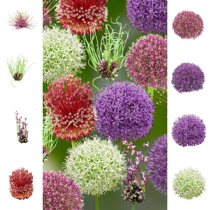 Alliums Collection  2025 Rainbow 16 bulbi