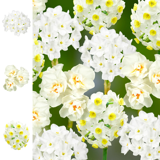 Narcissen Bees and Butterflies 9 bulbi