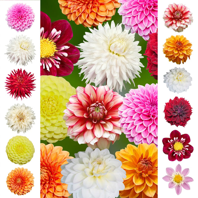 Dahlia Collection 2025 Rainbow 12 bulbi rizomi
