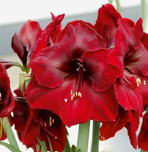 amaryllis hippeastrum benfica 1 buc