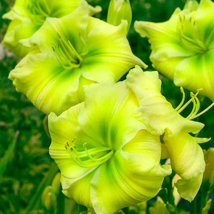 Tequila and Lime Reblooming Hemorocalis 1 buc