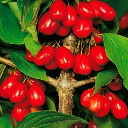 Cornisoare