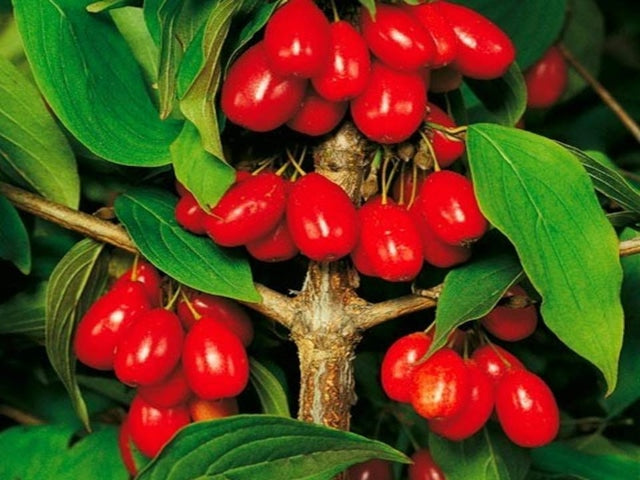 Cornisoare