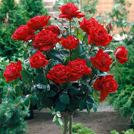 Trandafir pomisor Fragrant rosu
