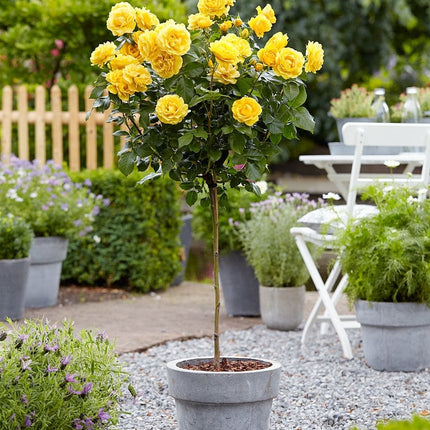 Trandafir pomisor Patio golden