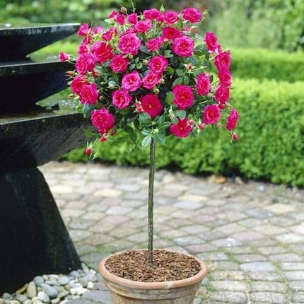 Trandafir pomisor Rose Ping roz