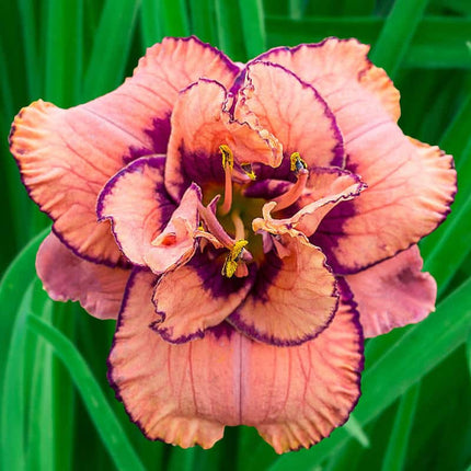 Tropical Island Reblooming Hemorocalis 1 buc