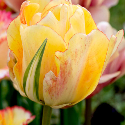 Tulip Akebono 3 buc