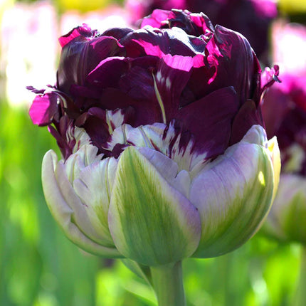 Tulip Blue Wow 5 buc