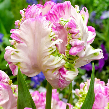 Tulip Cabanna Parrot 5 buc