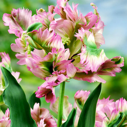 Tulip Green Wave 5 buc