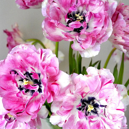 Tulip Jonquieres 5 buc