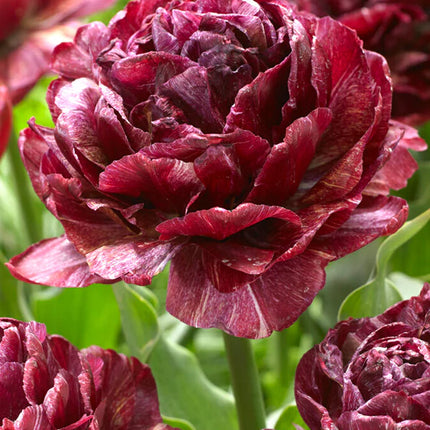 Tulip Nachtwacht Night Watch 5 buc