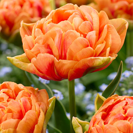 Tulip Orange Flavor 5 buc