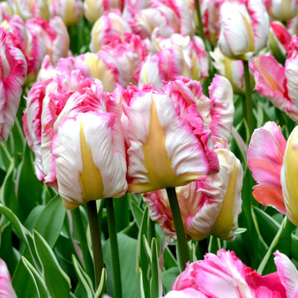 Tulip Parrot Pink Vision 5 buc