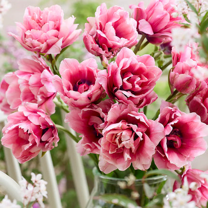 Tulip Precious Pink 5 buc