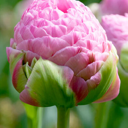 Tulip Strawberry Cream 5 buc