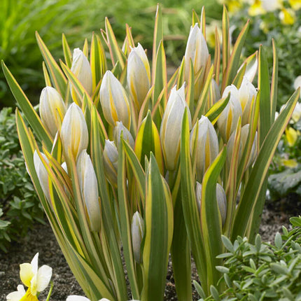 Tulip Tarda Interaction 5 buc