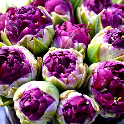 Tulip Blue Wow 5 buc