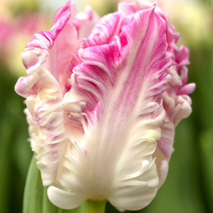 Tulip Cabanna Parrot 5 buc