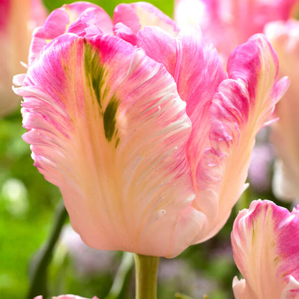 Tulip Cabanna Parrot 5 buc