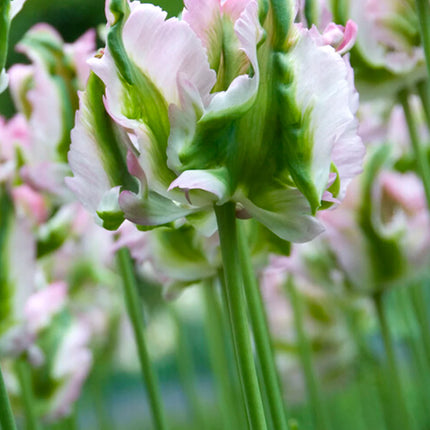 Tulip Green Wave 5 buc