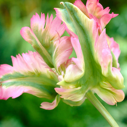 Tulip Green Wave 5 buc