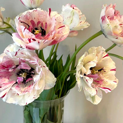 Tulip Jonquieres 5 buc