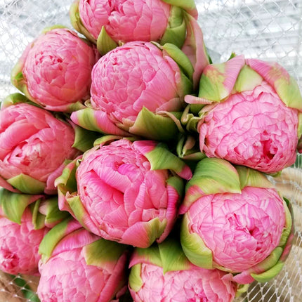 Tulip Strawberry Cream 5 buc