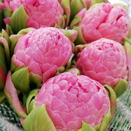 Tulip Strawberry Cream 5 buc