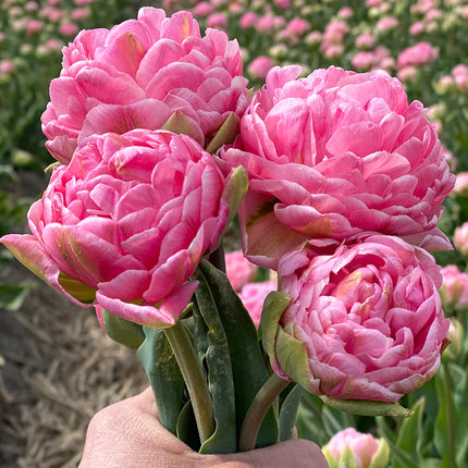 Tulip Strawberry Cream 5 buc