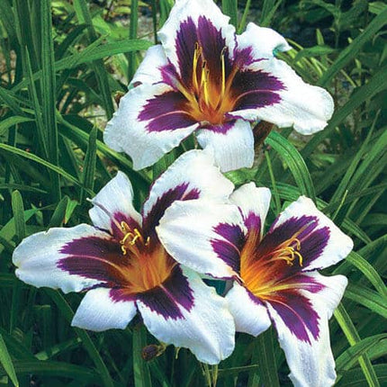 Wild Horses Reblooming Hemorocalis 1 buc