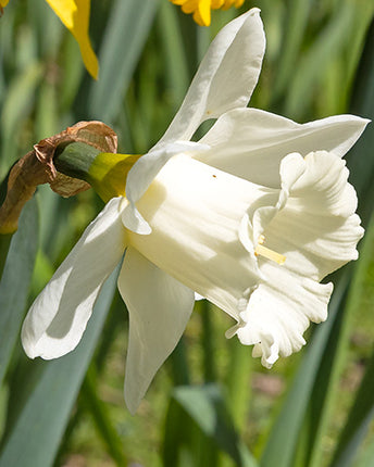 narcisa trompeta gigant -Narcisă Watch Up set de 3 bulbi