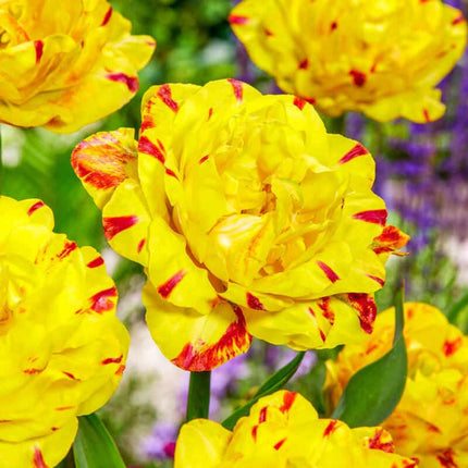 Yellow Danceline Tulip 5 buc