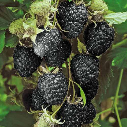 Zmeur negru (mare, pe rod)