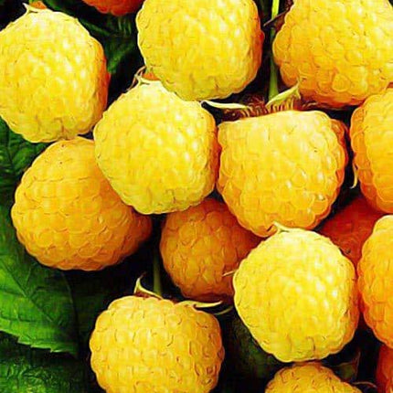 Zmeura galbena Yellow Giant soi remontant coacere mediu timpurie